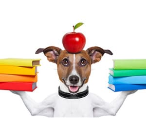 dog obedience training services long island