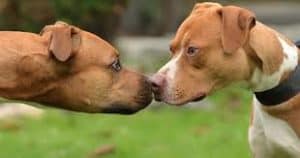Dealing with dog aggression in the home