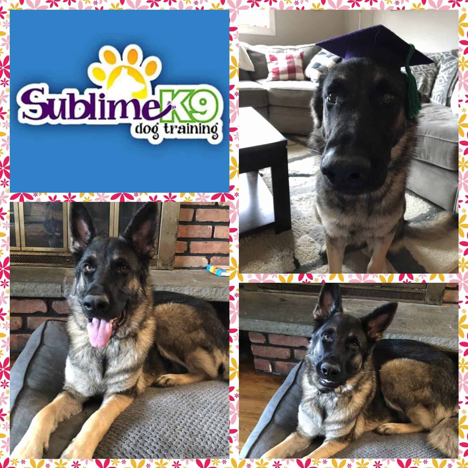 long-island-dog-training-graduates-sublime-k9-dog-training