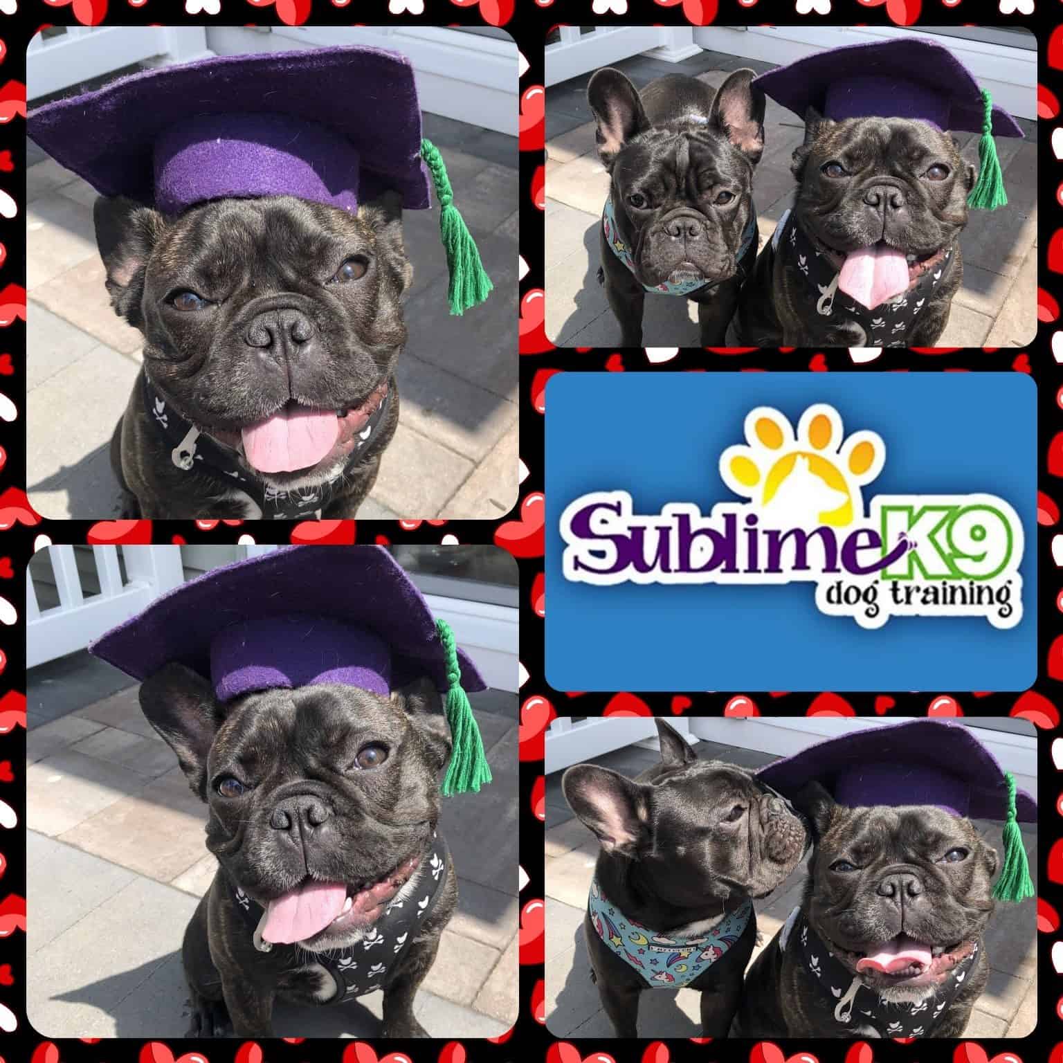 long island dog training graduates Sublime K9 Long Island Dog Training