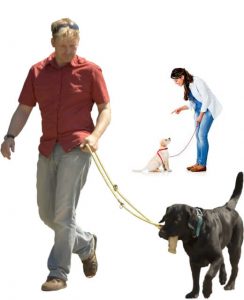 online dog trainer certification course